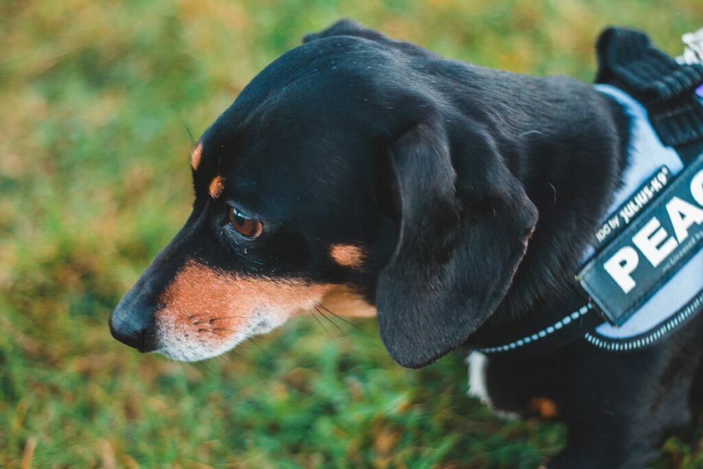 Planning Permission for Dog Walking Field Evolve Planning and Design