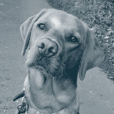Headshot of Freddie the dog in greyscale